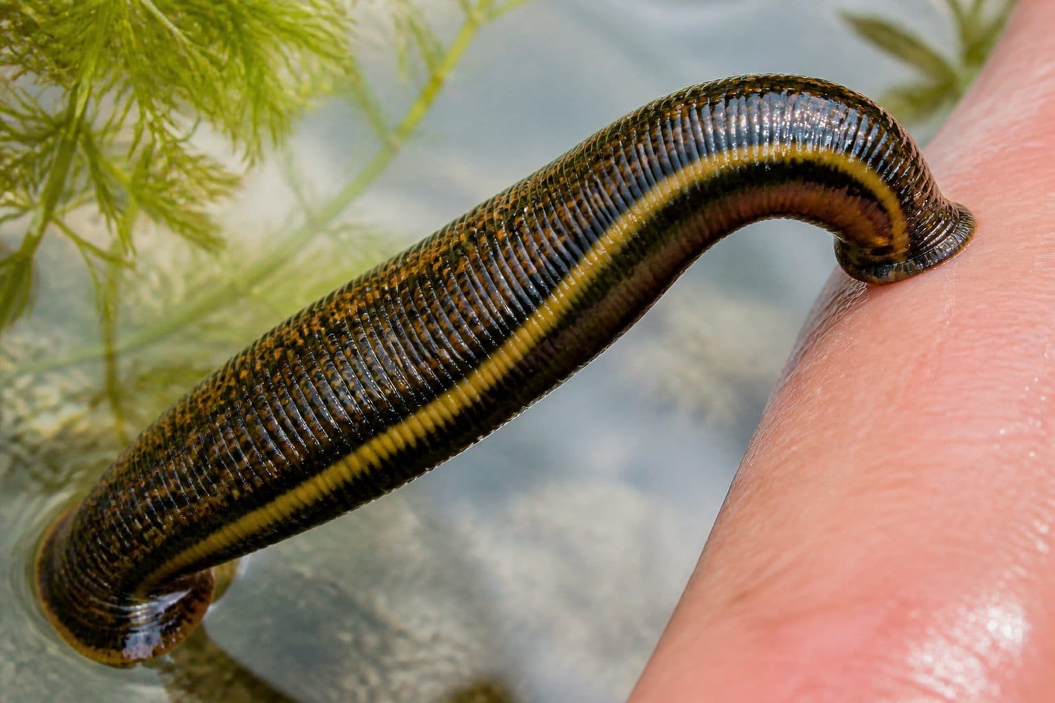 Close-up de uma sanguessuga presa em um dedo humano em ambiente aquático natural.