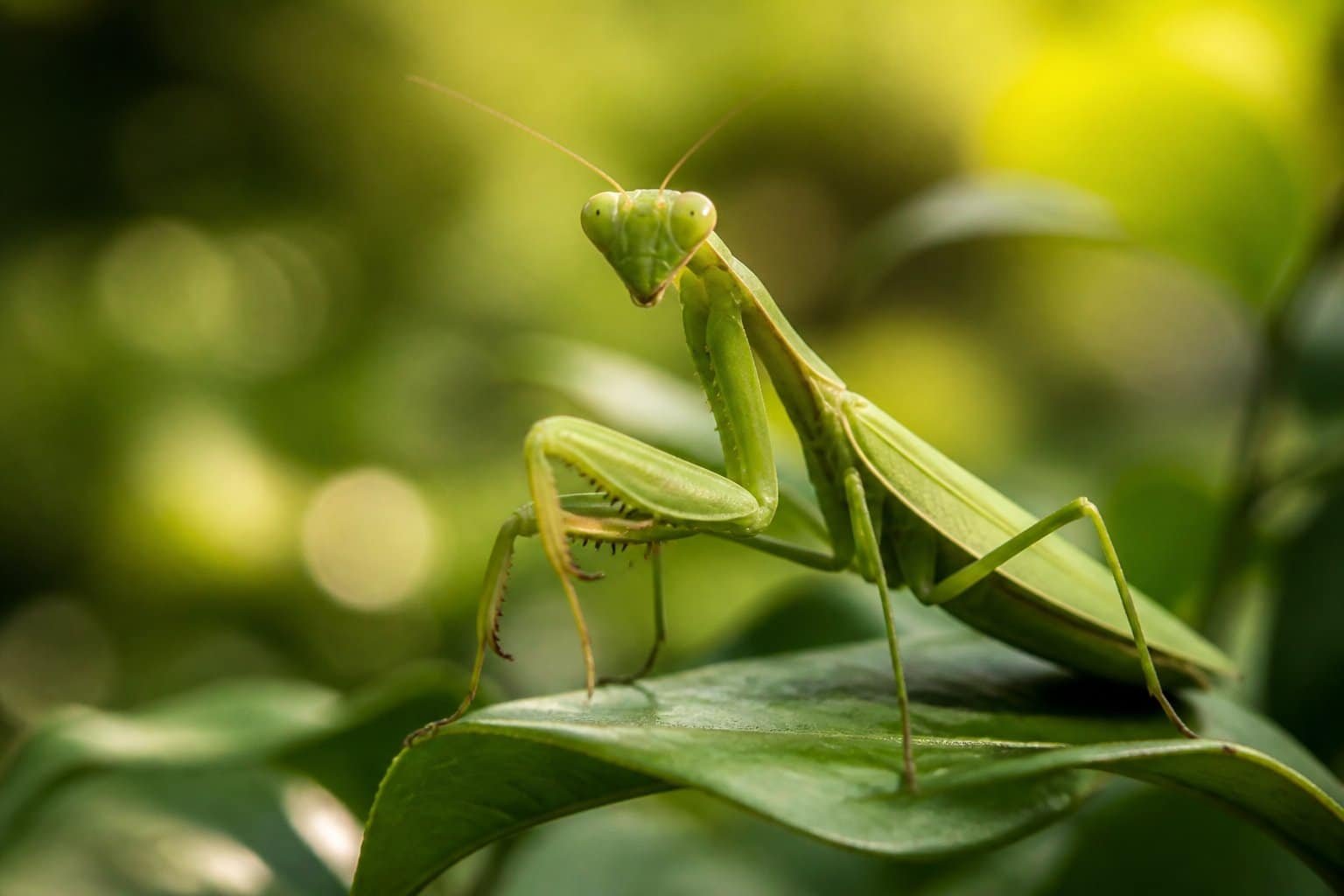 Louva-a-deus verde posado em uma folha verde em ambiente natural ao ar livre.