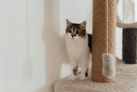 Quantos arranhadores um gato precisa ter em casa?